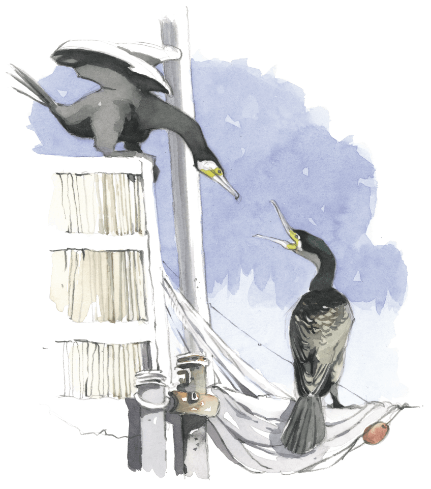 Confessions d'un pêcheur surdoué, le cormoran