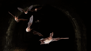 L’oreillard roux, reconnaissable à ses grandes oreilles, est capable de réaliser du vol stationnaire. L’oreillard roux, reconnaissable à ses grandes oreilles, est capable de réaliser du vol stationnaire.