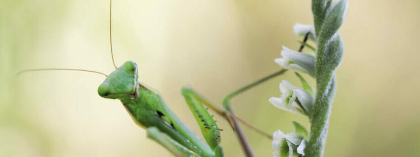 Spiranthes et mante