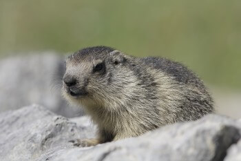 Marmotte / © Philippe Legay