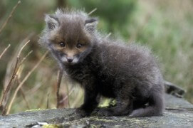 Mars-Avril:
A la naissance, les renardeaux pèsent environ 100 grammes. Leur pelage court est de couleur gris-noir. Dans l’obscurité du terrier, leurs yeux s’ouvrent la deuxième semaine. Ils sont d’abord bleus. / © Fabrice Cahez