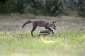 Mi-mai:
les jeunes ont la coloration fauve des adultes. Ils pèsent environ deux kilos.  / © Fabrice Cahez