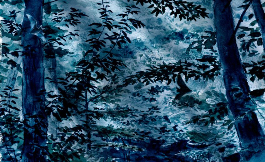 Des chauves-souris en forêt