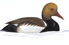 Nette rousse / © Antoine Richard