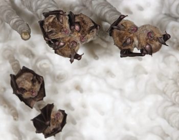 Grands rhinolophes