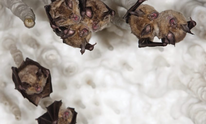 chauves-souris grands rhinolophes pendues au plafond d'une cavité naturelle.