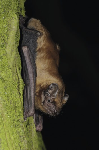 Sites de rencontre pour murins