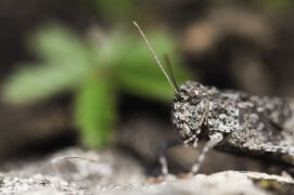 œdipode bleu / © David et Séverine Greyo