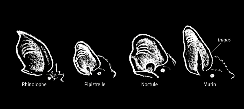 Oreilles des chauves-souris Un sonar pour voir