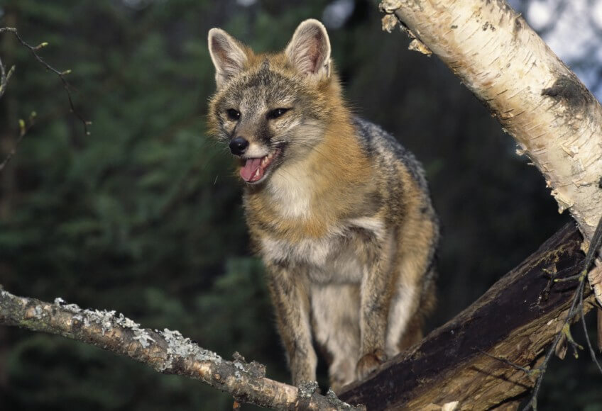 Parmi les quinze espèces de renards, le renard gris est le seul qui grimpe couramment aux arbres.  Rusé le renard ?