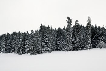 Pâturage boisé près des Pommerats / © Alessandro Staehli