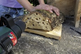 Faites de nombreux trous dans la bûche en variant le diamètre des mèches afin d’accueillir des insectes de différentes tailles. Percez le plus profondément possible, mais pas de part en part. Le bois est un bon isolant.
