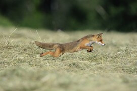 photo renard roux chasse / © Fabrice Cahez
