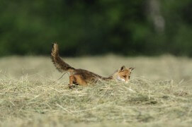 photo renard roux chasse / © Fabrice Cahez