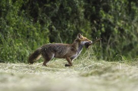 photo renard roux chasse / © Fabrice Cahez