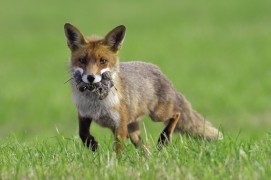 photo renard roux chasse / © Fabrice Cahez