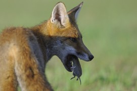 photo renard roux chasse / © Fabrice Cahez