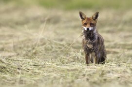photo renard roux chasse / © Fabrice Cahez