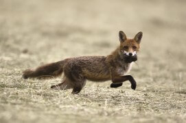 photo renard roux chasse / © Fabrice Cahez