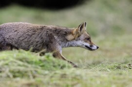 photo renard roux chasse / © Fabrice Cahez