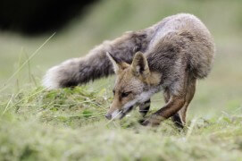 photo renard roux chasse / © Fabrice Cahez