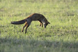 photo renard roux chasse / © Fabrice Cahez