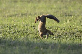 photo renard roux chasse / © Fabrice Cahez