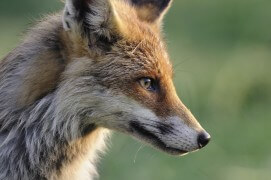 photo renard roux chasse / © Fabrice Cahez