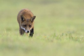 photo renard roux chasse / © Fabrice Cahez