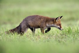 photo renard roux chasse / © Fabrice Cahez