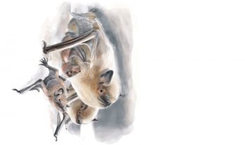 Pipistrelle commune, la plus répandue de nos chauves-souris.