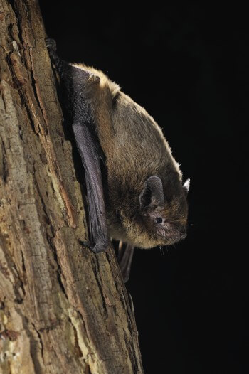 Sites de rencontre pour murins