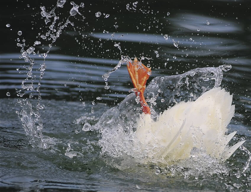 Chronométrez les plongées des canards