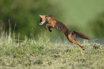 Renard en pleine action de mulotage Renard en pleine action de mulotage