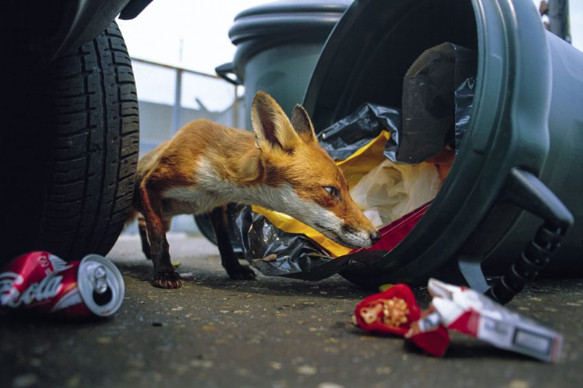 Le renard est aussi un citadin