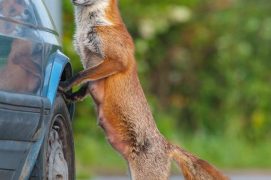 Renard urbain / © Laurent Geslin