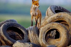Renard urbain / © Laurent Geslin