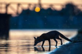 Renard urbain / © Laurent Geslin