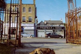 Renard urbain / © Laurent Geslin