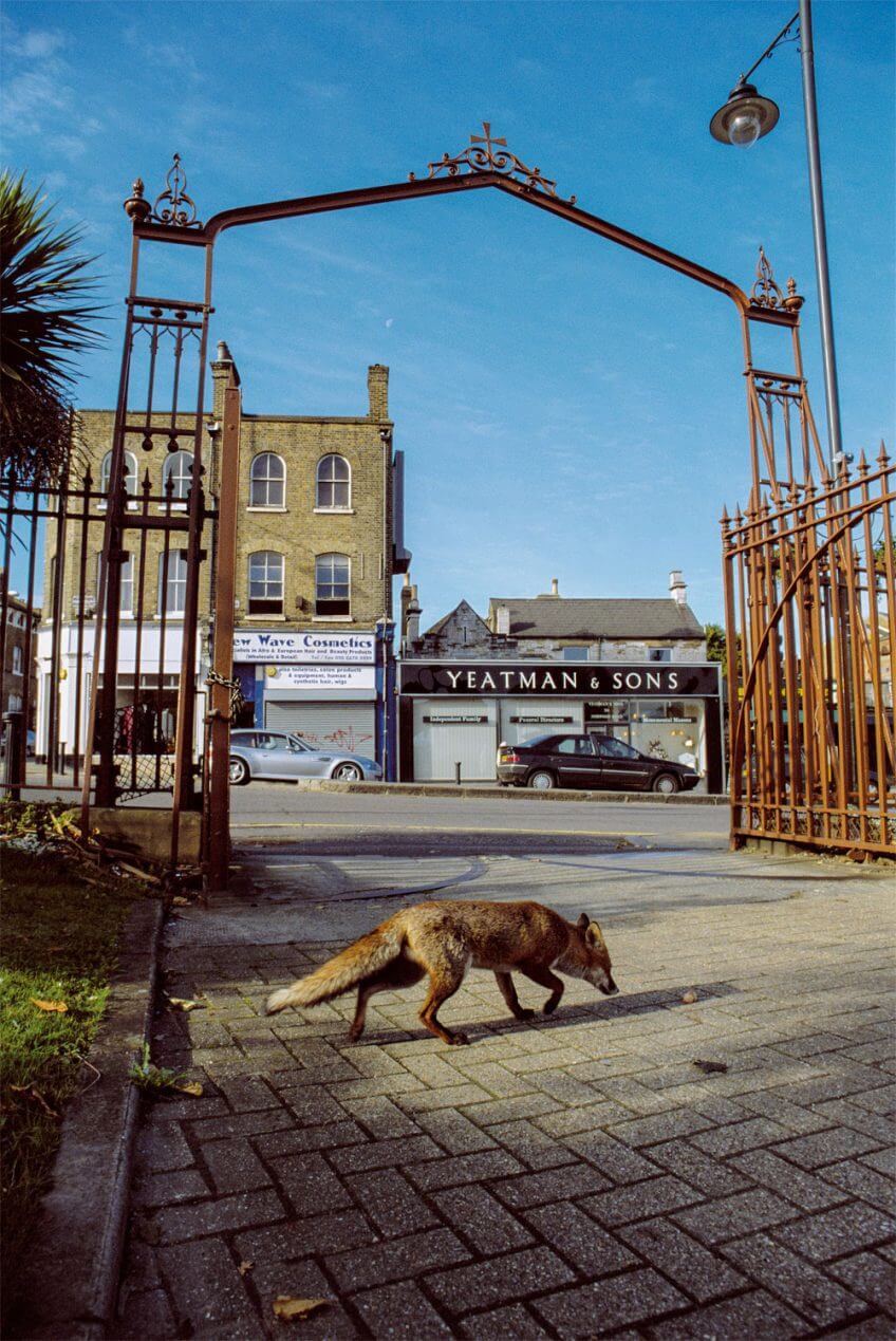 Pourquoi le renard arrivetil dans les villes ? Revue Salamandre La — free download