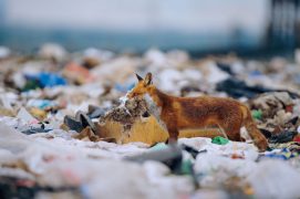 Renard urbain / © Laurent Geslin