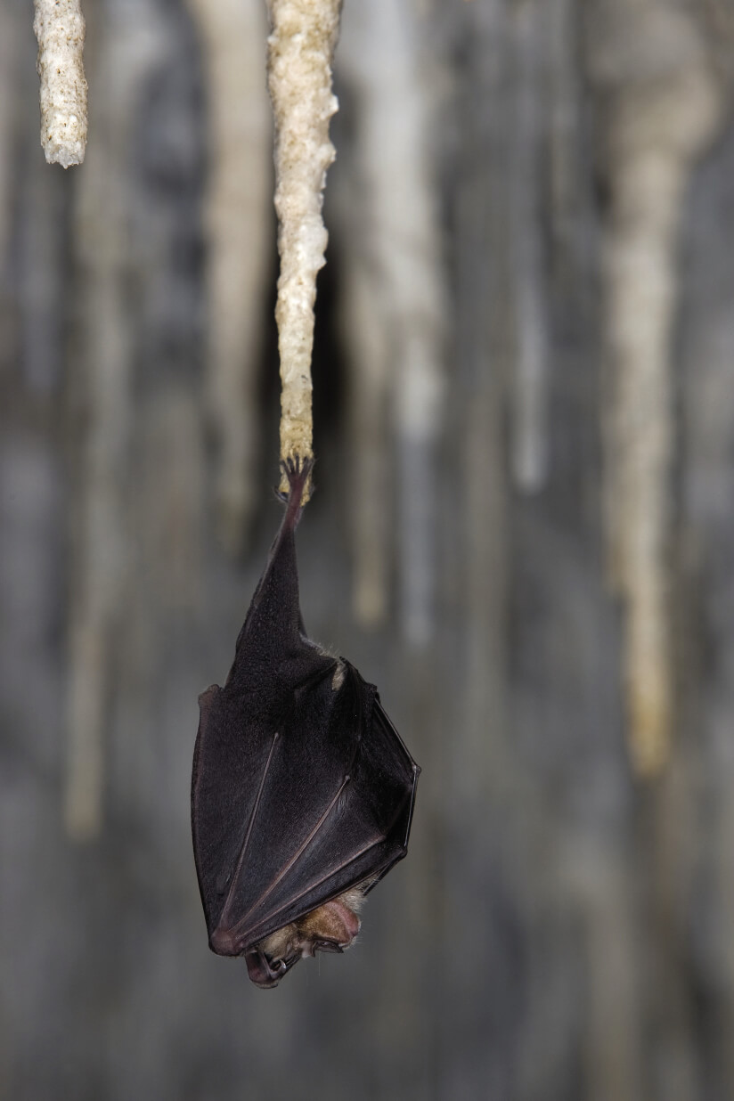 naissance d'une pipistrelle