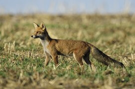 Septembre:
Bientôt, ils vont partir à la recherche d’un nouveau territoire. Dans la campagne anglaise, les mâles s’établissent en moyenne à 14 km de leur lieu de naissance, les femelles à 2 km. Rares sont ceux qui atteindront l’âge de 5 ans. / © Fabrice Cahez