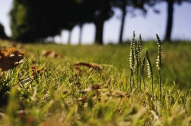 Spiranthes d’automne. 
Touraine (France), le 25 septembre 2013 à 16 h 14. / © David et Séverine Greyo