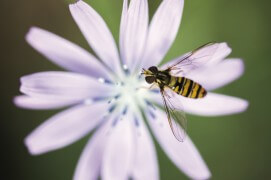Syrphe sur une laitue vivace / © David et Séverine Greyo