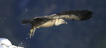 Vautour fauve au décollage. 
Rougon (Gorges du Verdon, Alpes-de-Haute-Provence), le 1er décembre 2008 à 10 h 31.