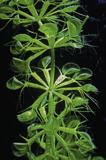 Aldrovande et ses mâchoires miniatures. Etrange aldrovande