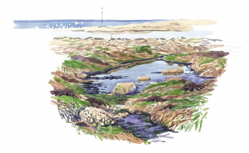 Algues à découvert le temps d’une marée basse. La vie à marée basse