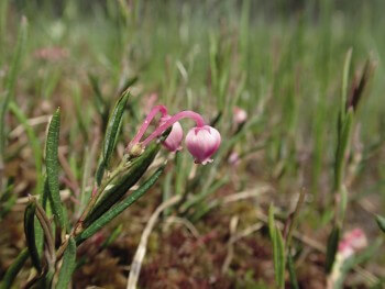 Andromède / © Julien Perrot