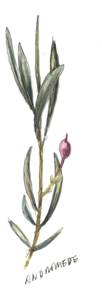 Andromède La droséra, une plante carnivore de chez nous.